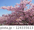 山崎公園河津桜　　　（埼玉県富士見市） 124335613