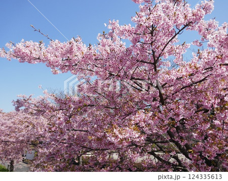 山崎公園河津桜 (埼玉県富士見市) 山崎公園河津桜 (埼玉県富士見市) 124335613