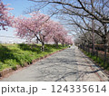 山崎公園河津桜　　　（埼玉県富士見市） 124335614