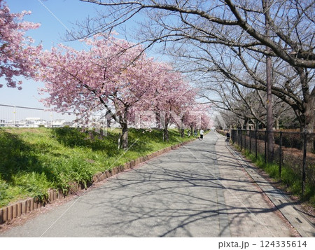 山崎公園河津桜 (埼玉県富士見市) 山崎公園河津桜 (埼玉県富士見市) 124335614