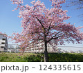 山崎公園河津桜　　　（埼玉県富士見市） 124335615