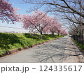 山崎公園河津桜　　　（埼玉県富士見市） 124335617