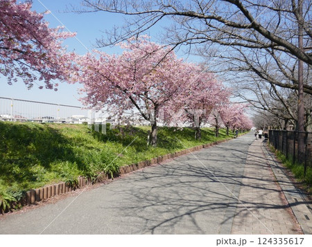 山崎公園河津桜 (埼玉県富士見市) 山崎公園河津桜 (埼玉県富士見市) 124335617