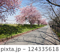 山崎公園河津桜　　　（埼玉県富士見市） 124335618