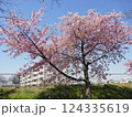 山崎公園河津桜　　　（埼玉県富士見市） 124335619