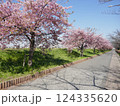 山崎公園河津桜　　　（埼玉県富士見市） 124335620