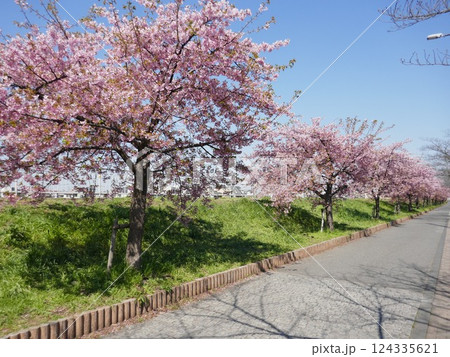 山崎公園河津桜 (埼玉県富士見市) 山崎公園河津桜 (埼玉県富士見市) 124335621