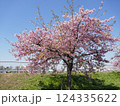 山崎公園河津桜　　　（埼玉県富士見市） 124335622