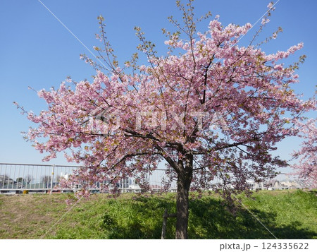 山崎公園河津桜 (埼玉県富士見市) 山崎公園河津桜 (埼玉県富士見市) 124335622