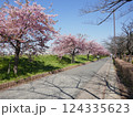 山崎公園河津桜　　　（埼玉県富士見市） 124335623