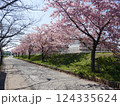 山崎公園河津桜　　　（埼玉県富士見市） 124335624