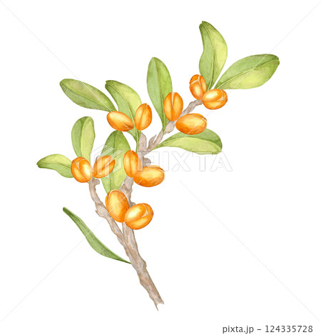 Watercolor illustration of a detailed argan branch, showcasing orange fruits and glossy green leaves. Botanical clipart. Excellent for natural designs, eco-product packaging, or textile patterns. 124335728
