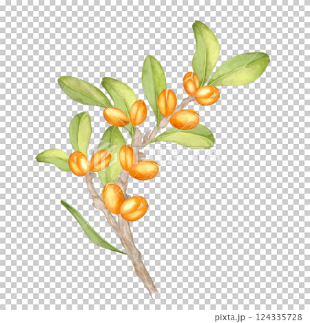 Watercolor illustration of a detailed argan branch, showcasing orange fruits and glossy green leaves. Botanical clipart. Excellent for natural designs, eco-product packaging, or textile patterns. 124335728
