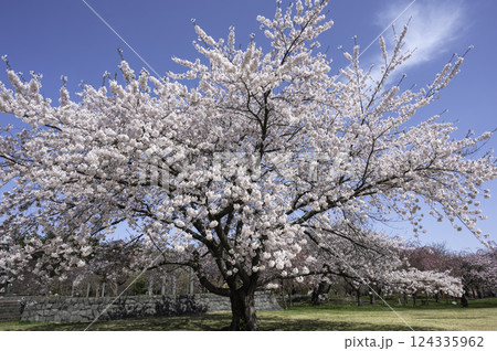 青空に映える満開の桜 青空に映える満開の桜 124335962