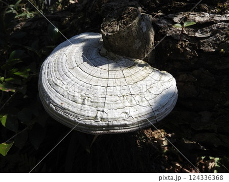 朽木に発生した「サルノコシカケ」 124336368