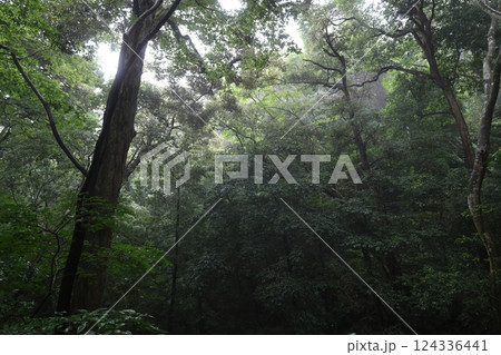 雨の日の早朝、伊勢神宮原生林 雨の日の早朝、伊勢神宮原生林 124336441