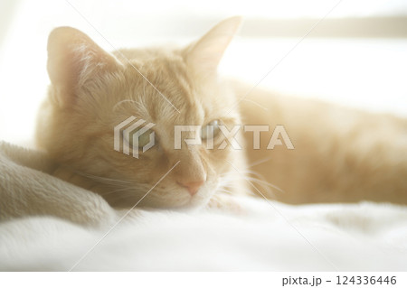 猫ちゃん親子の日常風景 124336446