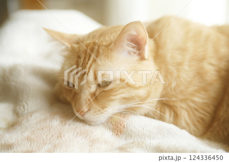猫ちゃん親子の日常風景 124336450