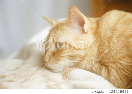 猫ちゃん親子の日常風景 124336451