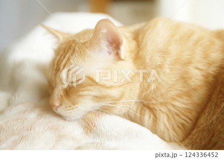 猫ちゃん親子の日常風景 124336452