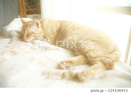 猫ちゃん親子の日常風景 124336453