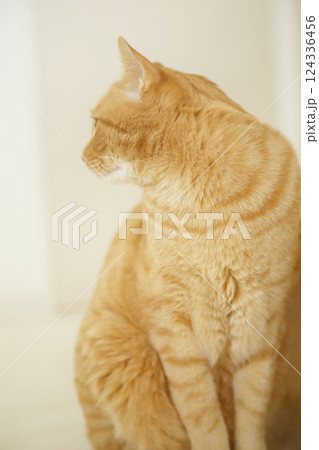 猫ちゃん親子の日常風景 猫ちゃん親子の日常風景 124336456