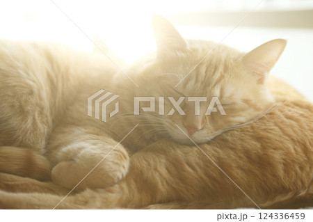 猫ちゃん親子の日常風景 124336459