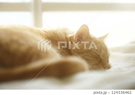 猫ちゃん親子の日常風景 猫ちゃん親子の日常風景 124336462