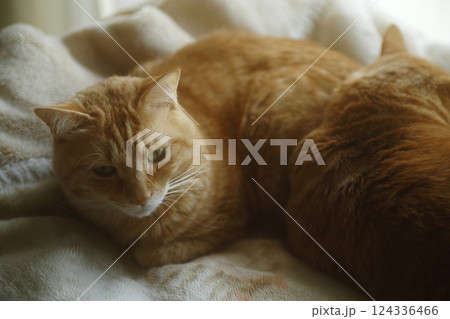 猫ちゃん親子の日常風景 124336466
