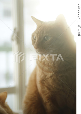 猫ちゃん親子の日常風景 124336467