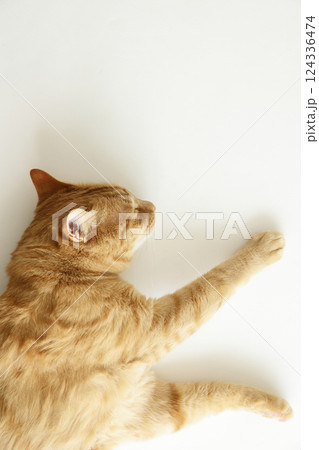 猫ちゃん親子の日常風景 猫ちゃん親子の日常風景 124336474