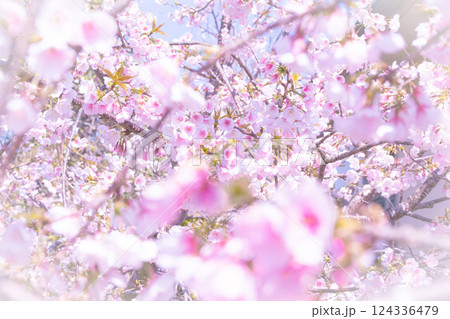 吸い込まれるような桜の写真 124336479