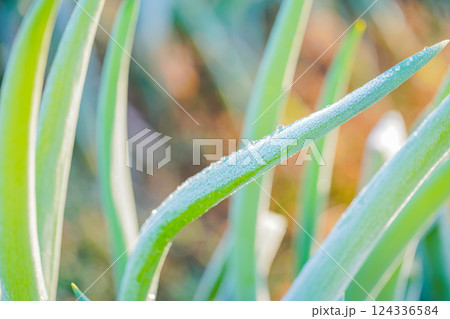 霜がついた畑のネギ 124336584