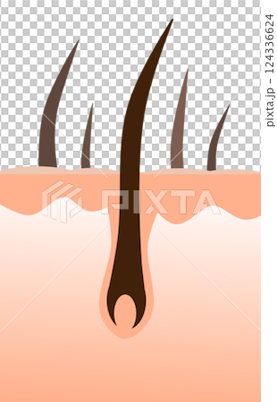 Cross-sectional illustration of healthy black hair and body hair growing from a hair root of cells 124336624