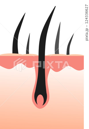 細胞の毛根から健康な黒髪や体毛が生える断面イラスト 細胞の毛根から健康な黒髪や体毛が生える断面イラスト 124336627