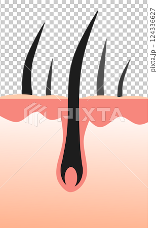 細胞の毛根から健康な黒髪や体毛が生える断面イラスト 細胞の毛根から健康な黒髪や体毛が生える断面イラスト 124336627