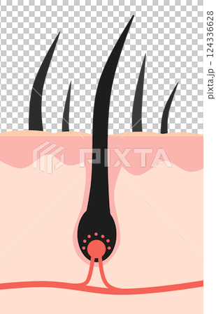Cross-sectional illustration of healthy black hair and body hair growing from a hair root of cells 124336628