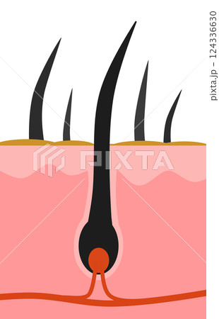 細胞の毛根から健康な黒髪や体毛が生える断面イラスト 細胞の毛根から健康な黒髪や体毛が生える断面イラスト 124336630