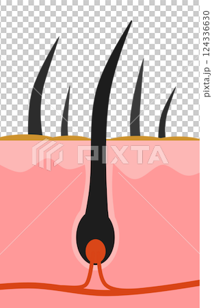 從毛根細胞中生長出來的健康黑髮和體毛的橫切面圖 124336630