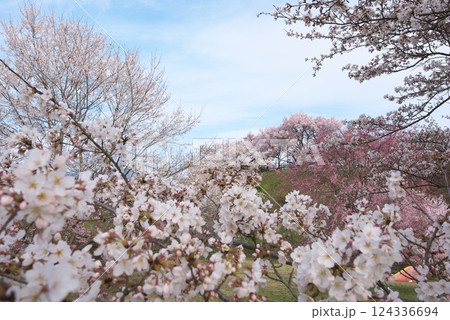 大草城址公園(長野県上伊那郡) 大草城址公園(長野県上伊那郡) 124336694