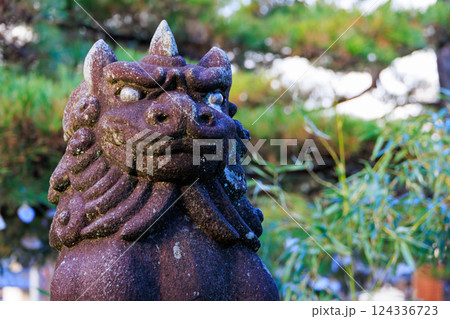 天橋立智恩寺文殊堂の狛犬 天橋立智恩寺文殊堂の狛犬 124336723