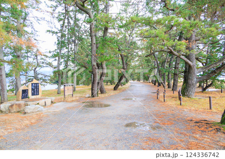 雨上がりの天橋立の松林 124336742
