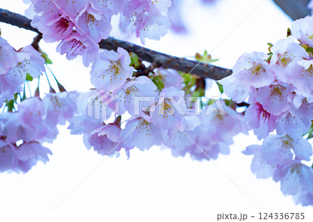 開花したばかりの桜 開花したばかりの桜 124336785