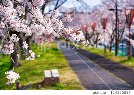 〈島根県〉朝の斐伊川堤防の桜並木 124336857
