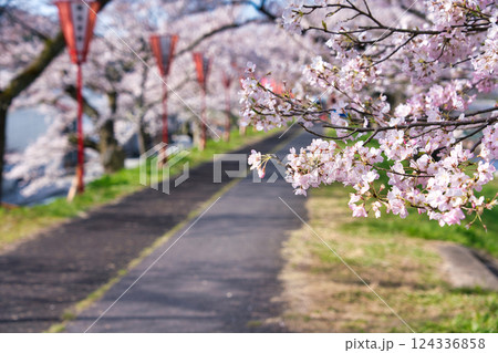 〈島根県〉朝の斐伊川堤防の桜並木 〈島根県〉朝の斐伊川堤防の桜並木 124336858