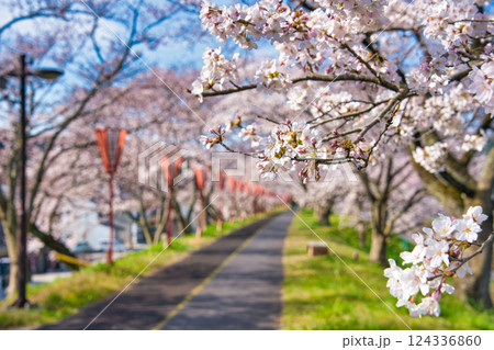 〈島根県〉朝の斐伊川堤防の桜並木 124336860