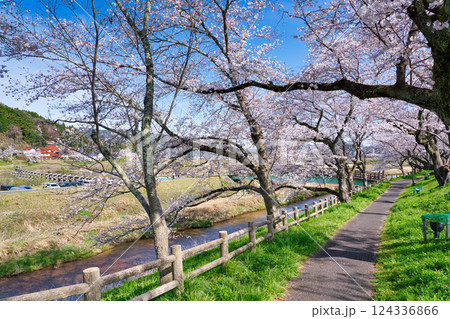 〈島根県〉朝の斐伊川堤防の桜並木 124336866