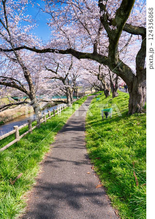 〈島根県〉朝の斐伊川堤防の桜並木 124336868