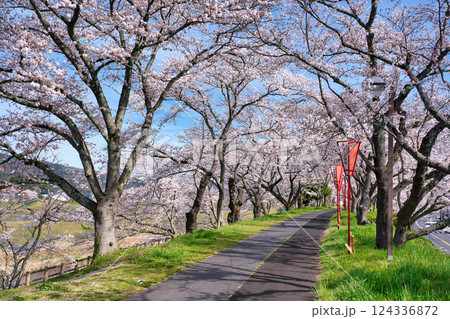 〈島根県〉朝の斐伊川堤防の桜並木 124336872