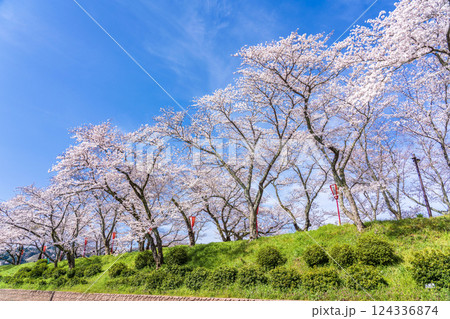 〈島根県〉斐伊川堤防の満開の桜並木 124336874